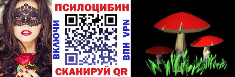 купить   Шатура  Псилоцибиновые грибы Psilocybe 